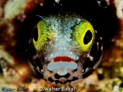 "Crazy" blenny by Walter Bassi 